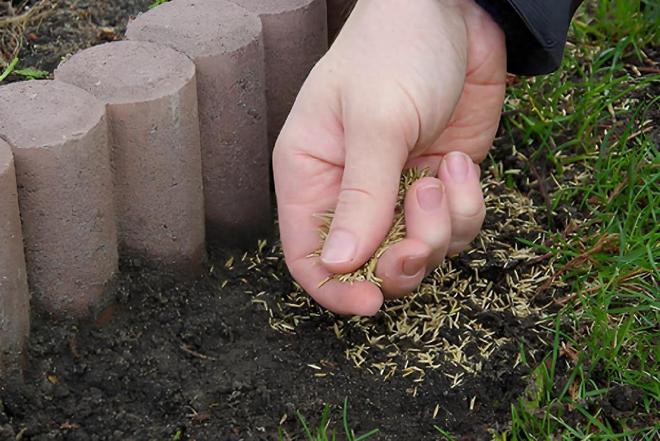 朝鲜竟然送一包草籽给我国当国礼？真那么穷？其实这草籽不简单