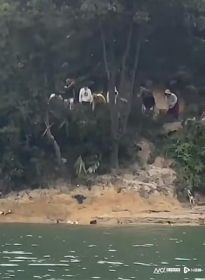 广东一地大量猫咪在饮用水源地“被放生”当地介入调查