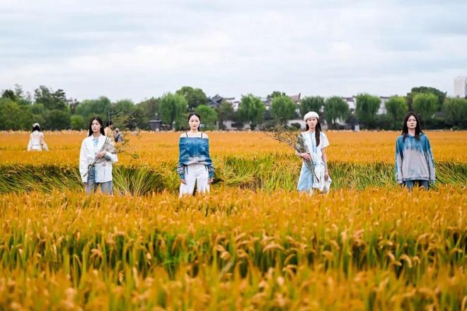 金色稻田变身T台！上海女农人的丰收节玩出新“花漾”